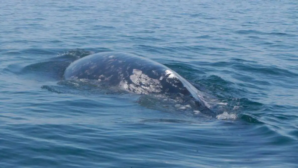 avistamiento de ballenas